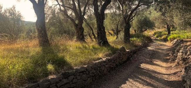 Valdanos Olive Grove