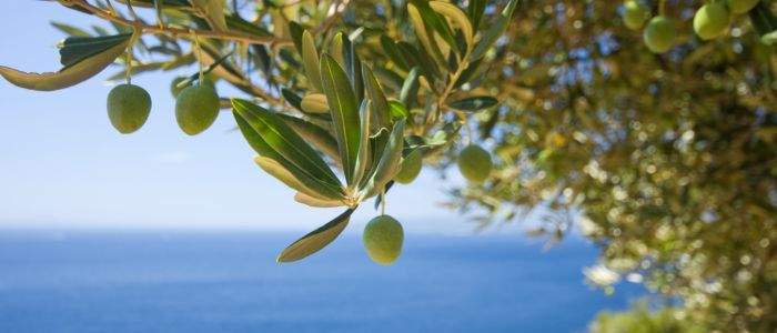 Valdanos Olive Sunset Experience