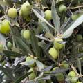Valdanos Olive Sunset Experience