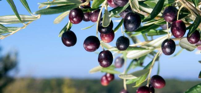 Valdanos Olive Sunset Experience