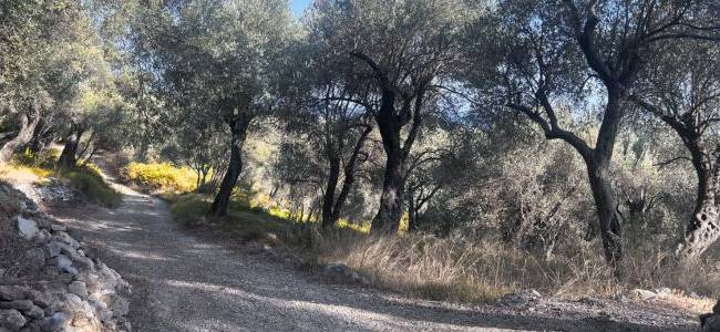 Valdanos Olive Sunset Experience