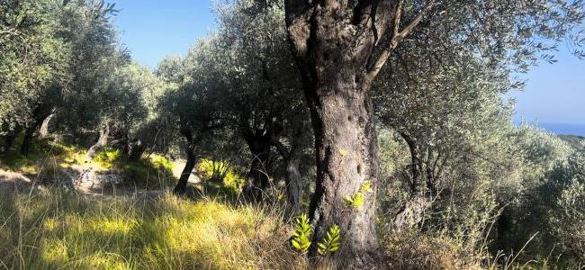 Valdanos Olive Sunset Experience