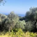 Valdanos Olive Sunset Experience