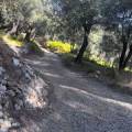 Valdanos Olive Sunset Experience