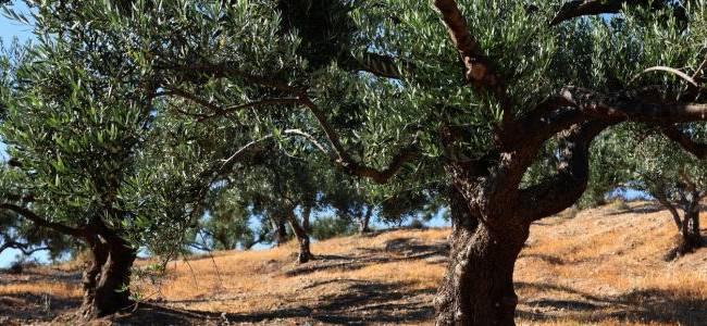 Valdanos Olive Sunset Experience