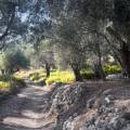 Valdanos Olive Sunset Experience