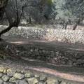 Valdanos Olive Sunset Experience