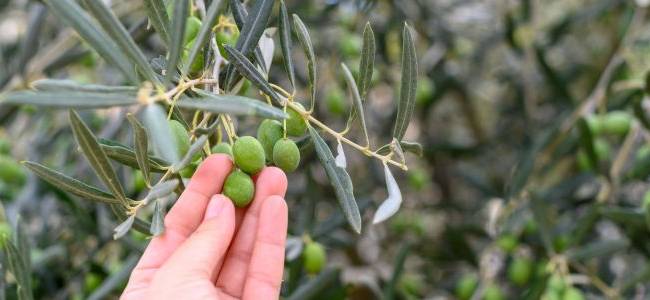 Valdanos Olive Sunset Experience