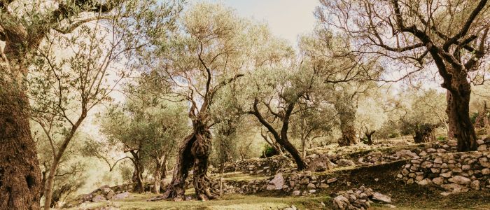 Valdanos Olive Grove Walk