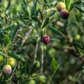 Valdanos Olive Grove Walk