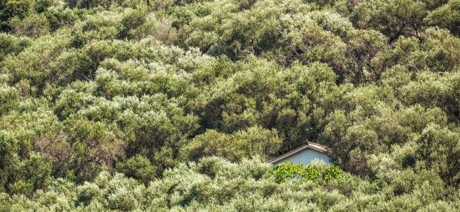 Valdanos Olive Grove Walk