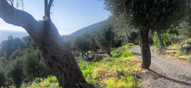 Valdanos Olive Grove Walk
