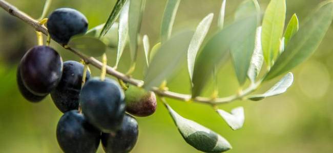 Valdanos Olive Grove Walk