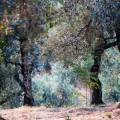 Valdanos Olive Grove Walk