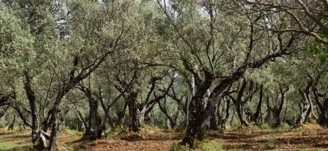 Valdanos Olive Grove Walk