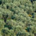 Valdanos Olive Grove Walk