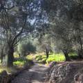 Valdanos Olive Grove Walk