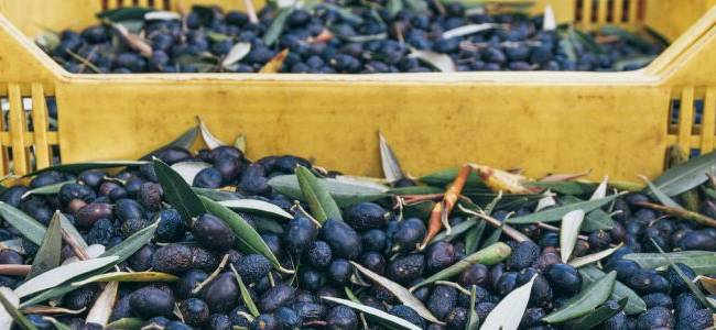 Valdanos Olive Grove Walk