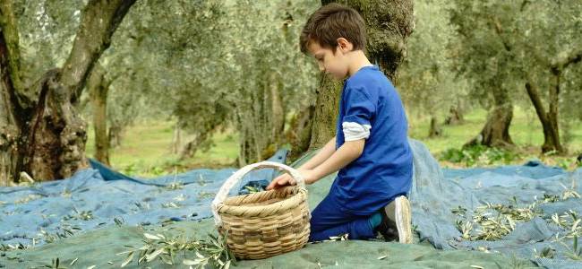 Valdanos Olive Grove Walk