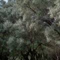 Valdanos Olive Grove Walk