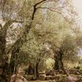 Valdanos Olive Grove Walk