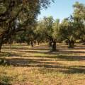 Valdanos Olive Grove Walk